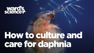 Caring and Culturing for Daphnia [upl. by Noedig]