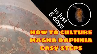 How to Culture Magna Daphnia Easily [upl. by Brieta]