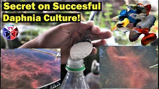 How to Culture Daphnia Successfully [upl. by Desai]