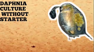 HOW TO CULTURE DAPHNIA NATURALLY WITHOUT A STARTER [upl. by Poppo]