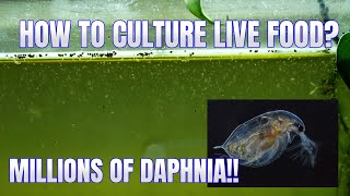 How to Culture Daphnia Secret Method to Breed MILLIONS  Simply Aquatic [upl. by Almita]