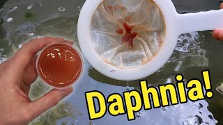 How I Culture Daphnia In Outdoor Tubs [upl. by Yun]