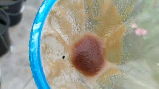 How to culture daphnia moina in a small container Part 1 English Subtitle [upl. by Monetta]