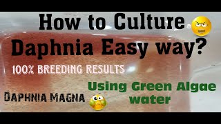 Daphnia MagnaHow to Culture Daphnia Easy wayCulturing Daphnia using Green water Daphnia [upl. by Sivrat490]