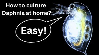 BEST Live Fish Food Beginner guide How to Culture Daphnia at home [upl. by Eppes]