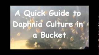 How to culture daphnia outside [upl. by Immak704]