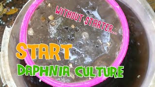 How to culture daphnia moina the easy way 1  Starting the Daphnia culture [upl. by Avenej]