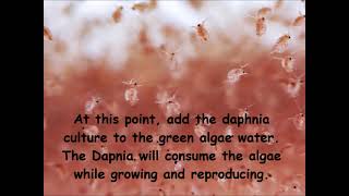 Daphnia  How to grow daphnia in your home [upl. by Penelope447]