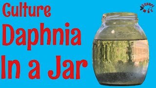 How to Culture Daphnia in a Jar [upl. by Molini983]