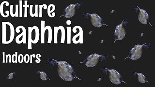 How to Culture Daphnia [upl. by Kcirej]