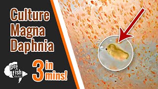 How to culture DAPHNIA MAGNA  The easy way [upl. by Assej54]