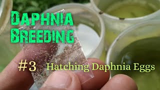 Daphnia Culture made simple and easy 3  Hatching Daphnia eggs [upl. by Anuahc777]