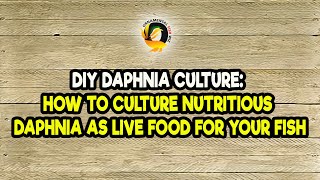 DIY Daphnia Culture How to Culture Nutritious Daphnia as Live Food for Your Fish [upl. by Eitra670]