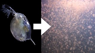 How I Culture Daphnia [upl. by Aerdnaxela]