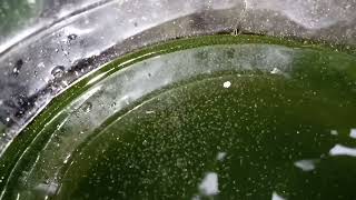 DAPHNIA MOINA CULTURE IN A SMALL BUCKET [upl. by Hewes869]