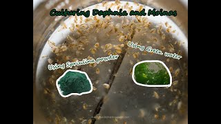 How To Culture Daphnia and Moinas using Green Water Spirulina powder [upl. by Timms]