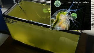 Raising Daphnia for the Freshwater Aquarium [upl. by Ullyot]