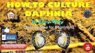 HOW TO CULTURE DAPHNIA In Easy Way [upl. by Graniah519]